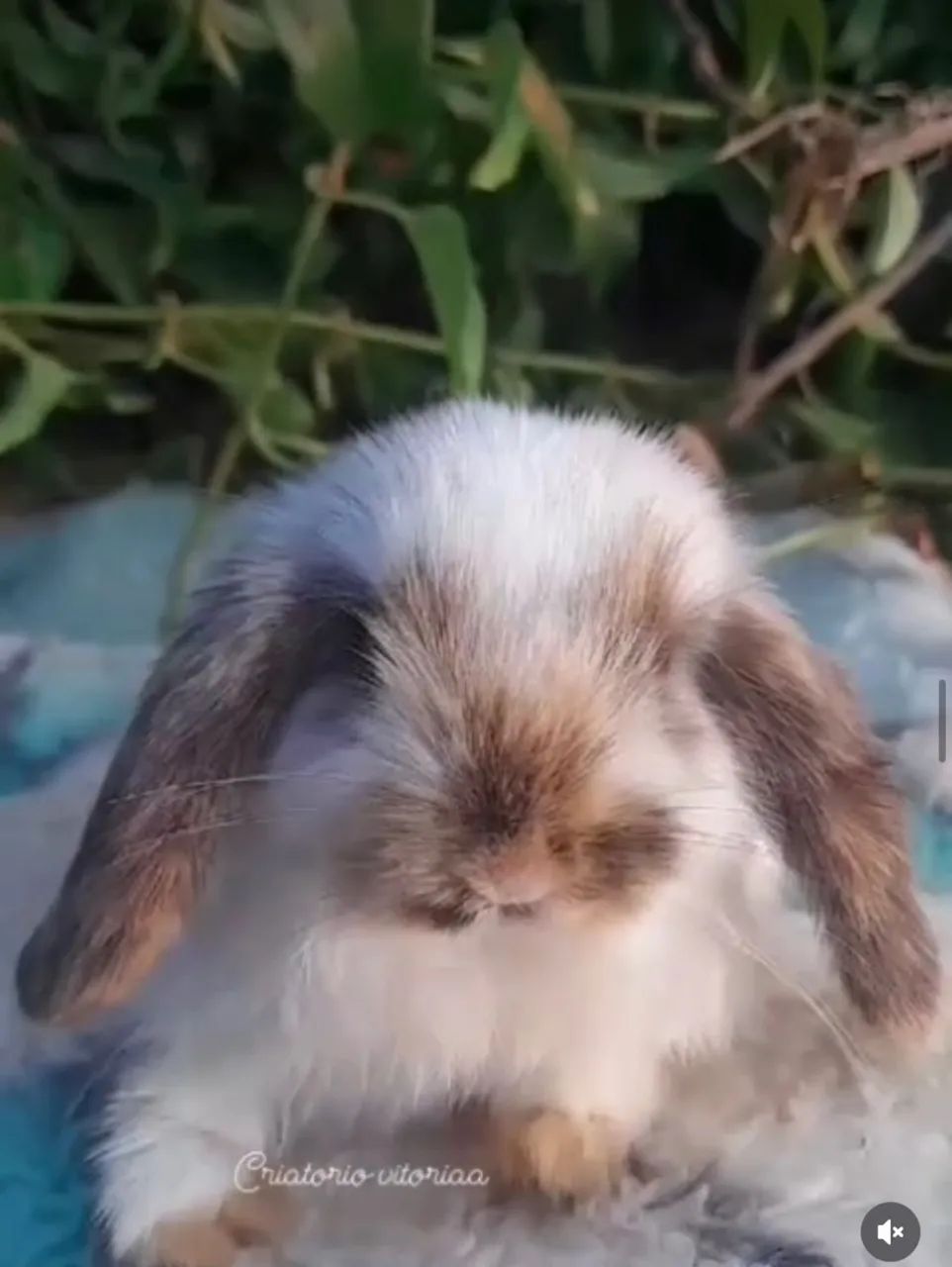 Mini lop