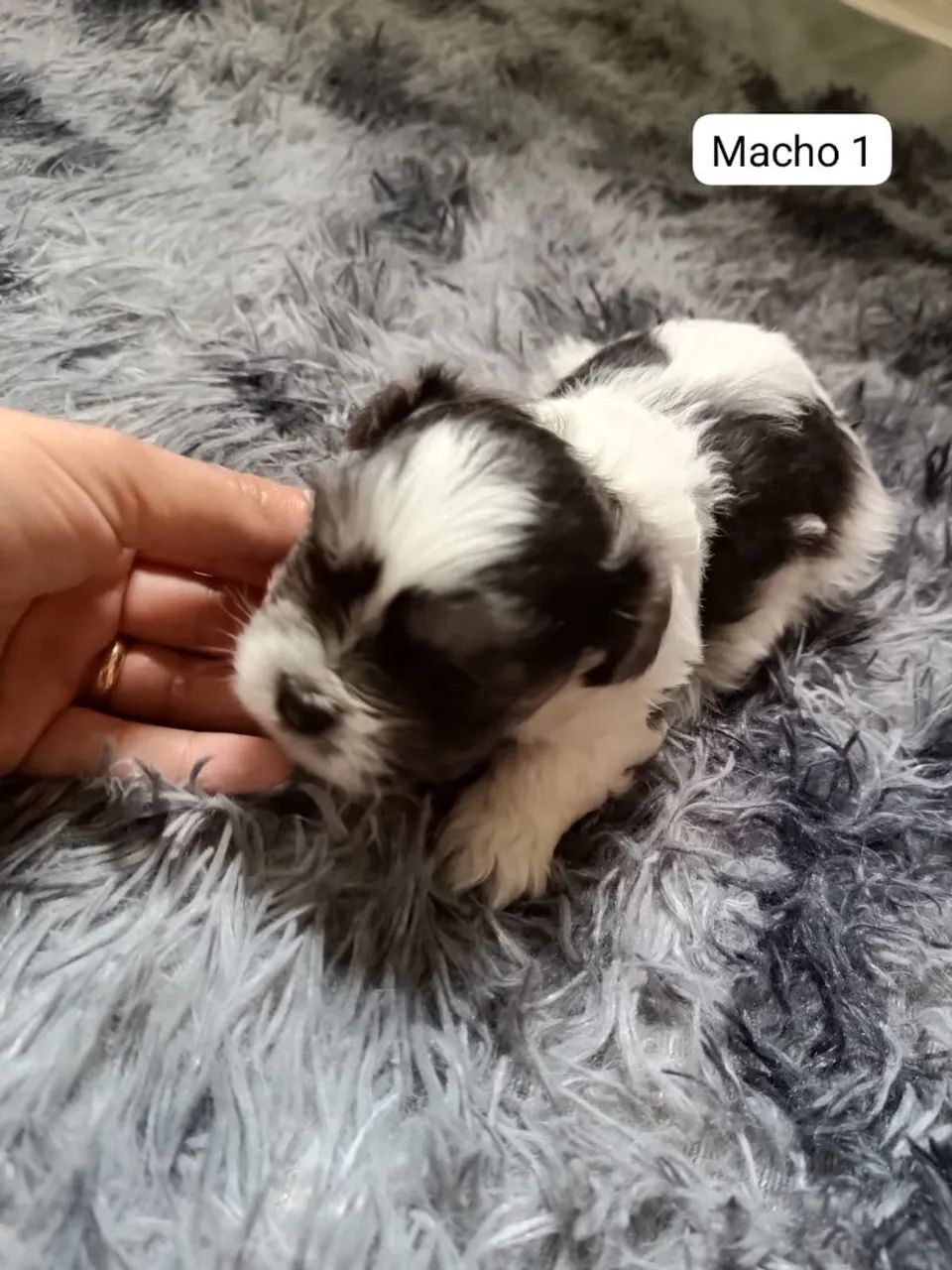 FILHOTES DE LHASA APSO - RESERVAS ABERTAS