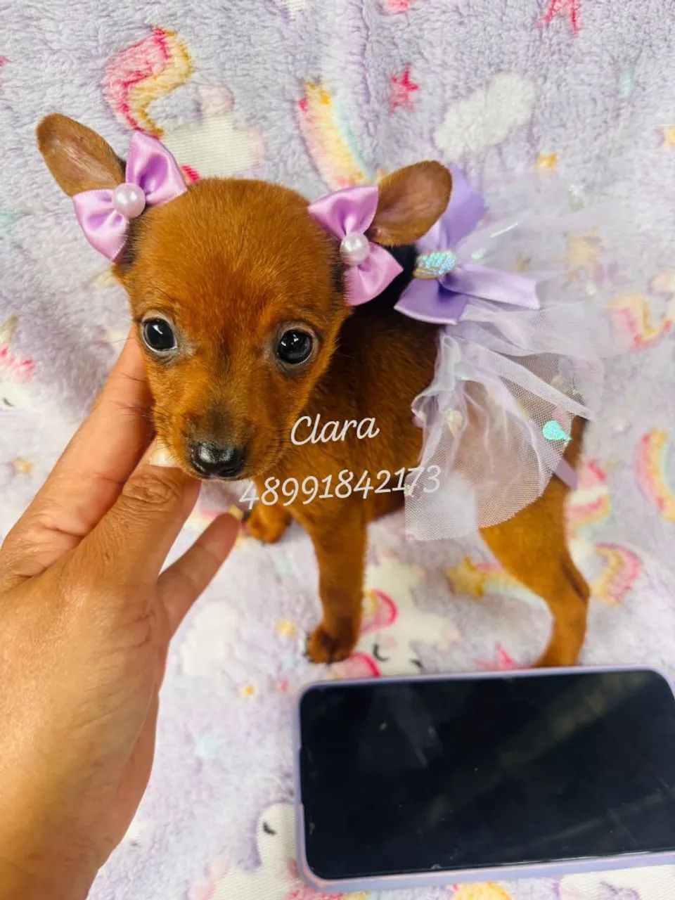Lindas pinscher fêmeas  - Foto 4