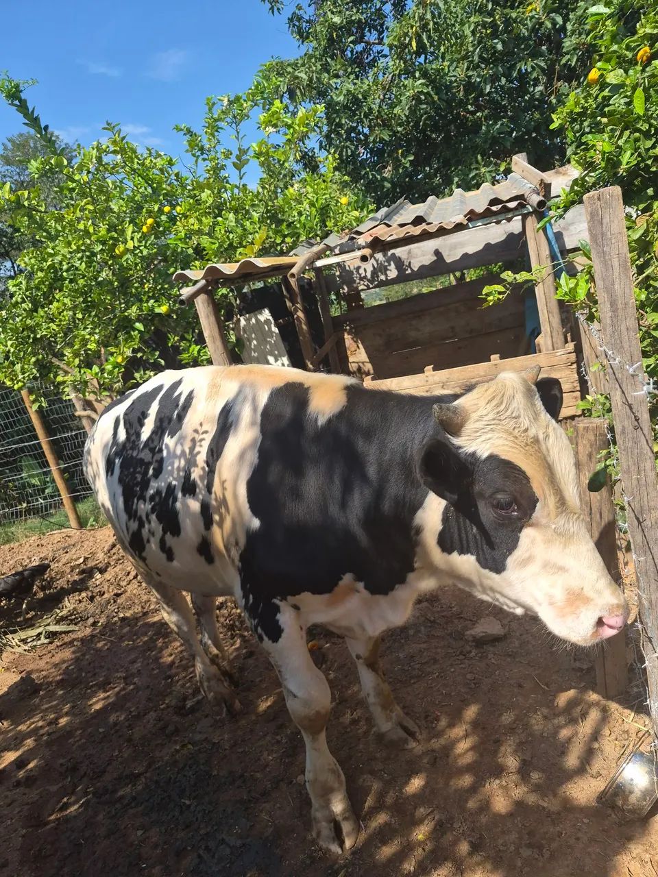Boi Holandês 