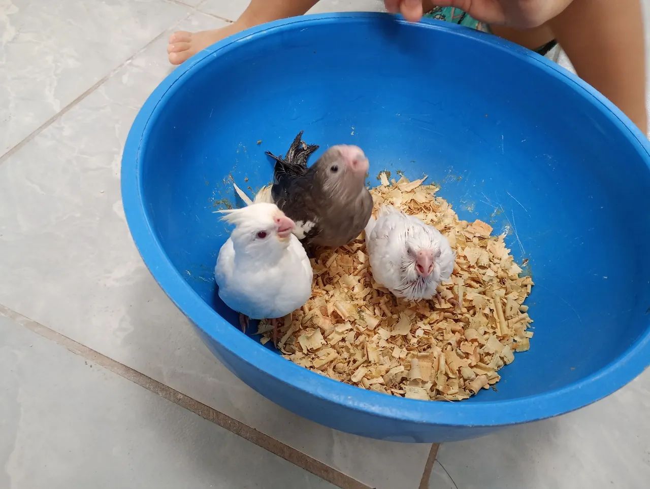 Lupitos valor $100 só venda localização barro