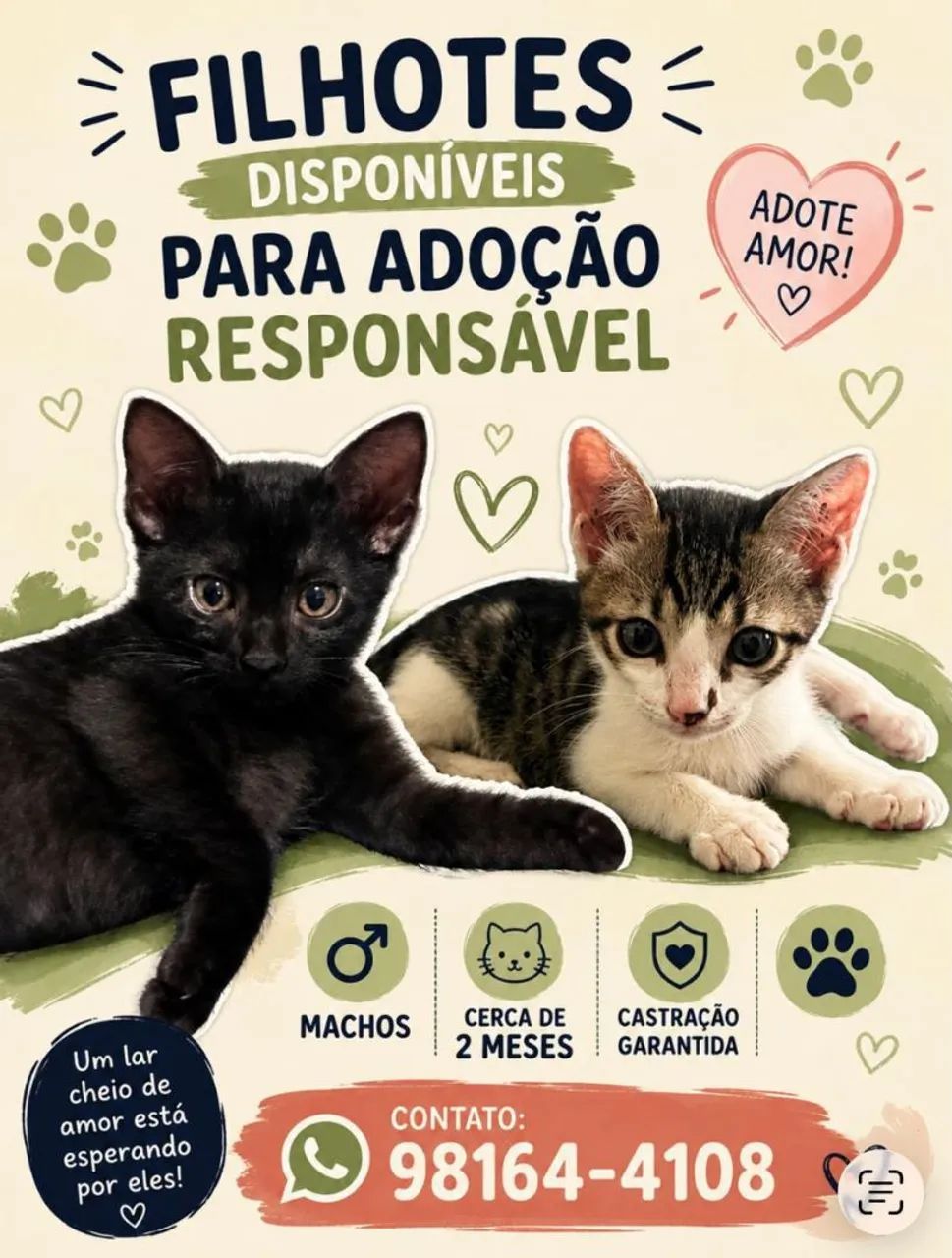Gatinhos para adoção