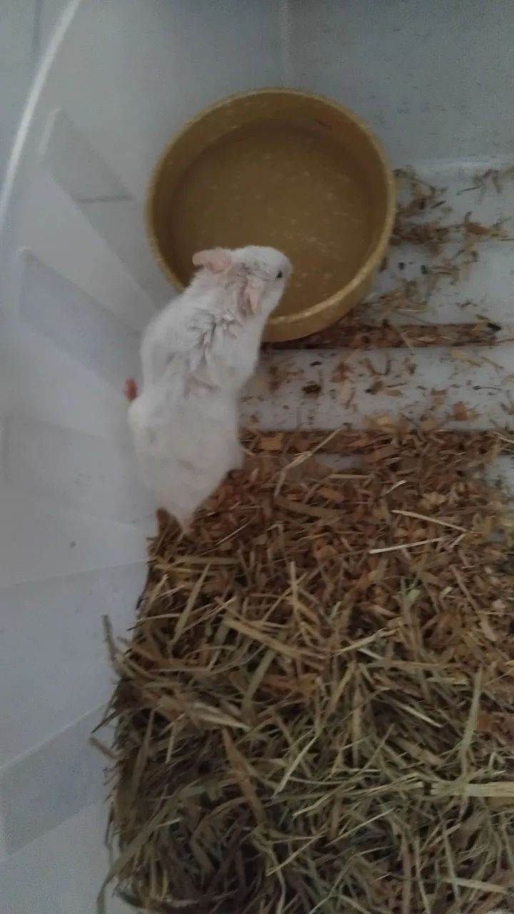 Hamster 