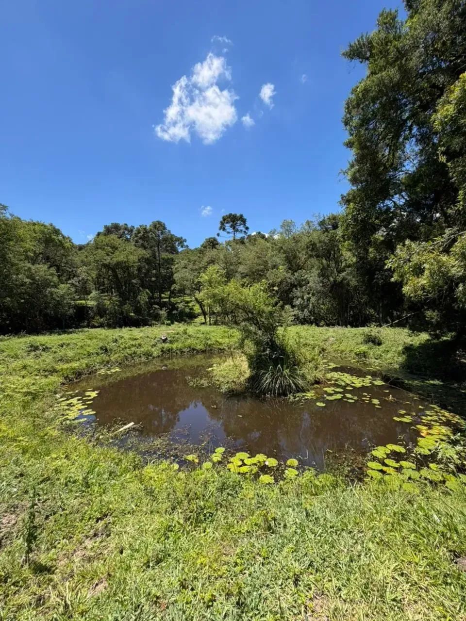 CHÁCARA ESCRITURADA À VENDA - CAMPO ALEGRE/SC - Foto 5