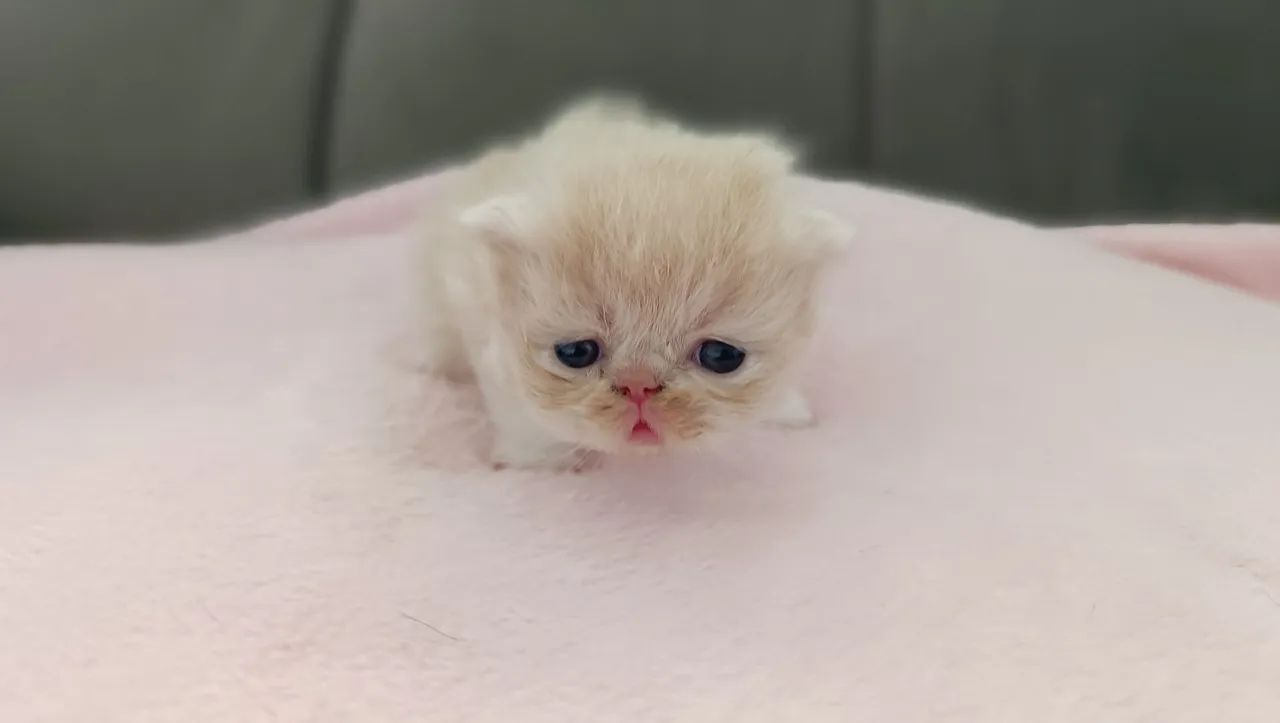 Gato persa - filhotes disponíveis  - Foto 4