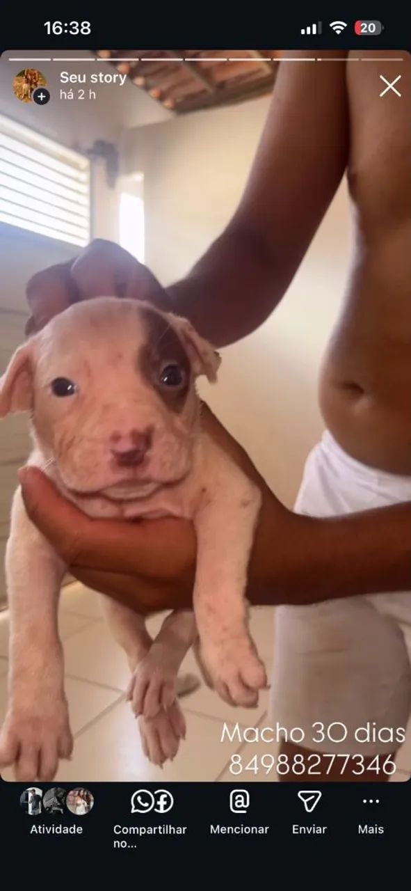 Filhotes de pitbull - Foto 2