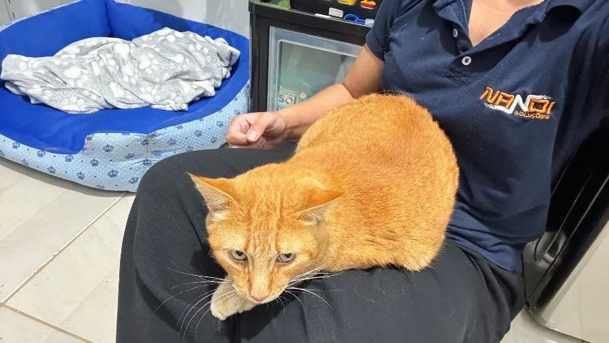 Gato - Foto 4