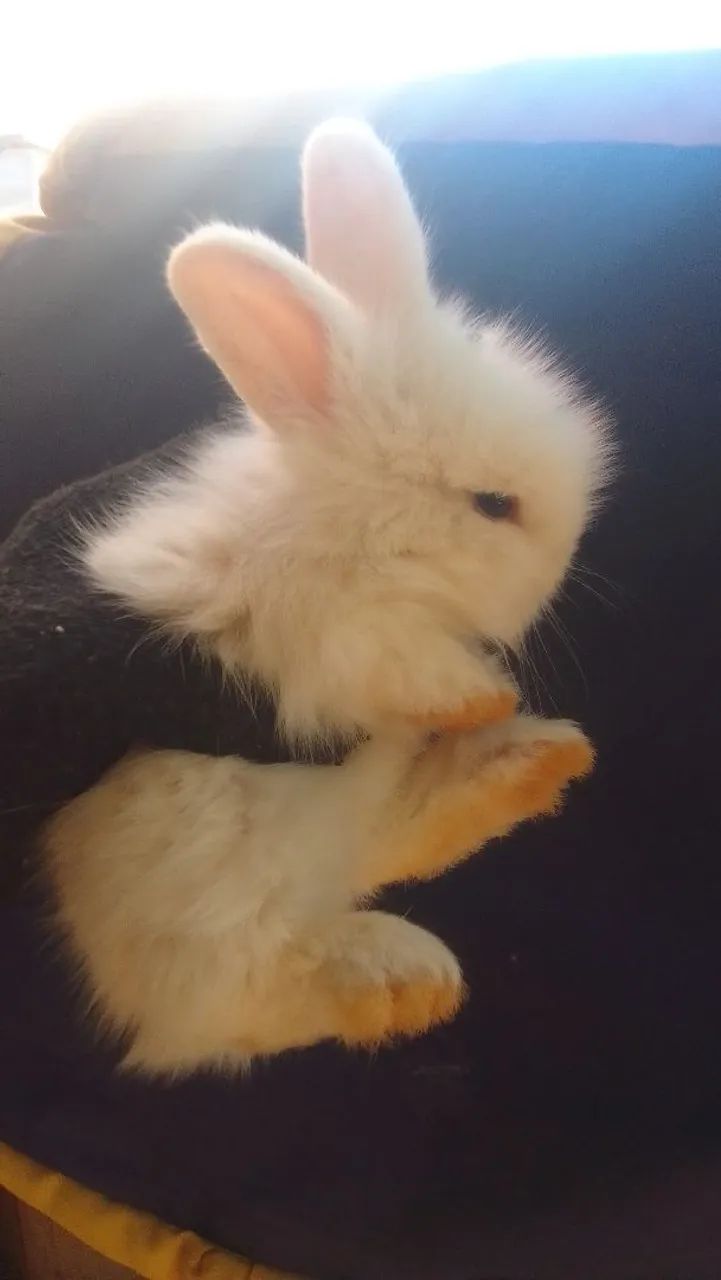Coelhos  - Foto 5