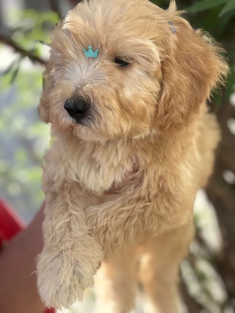 Poodle macho  - Foto 3