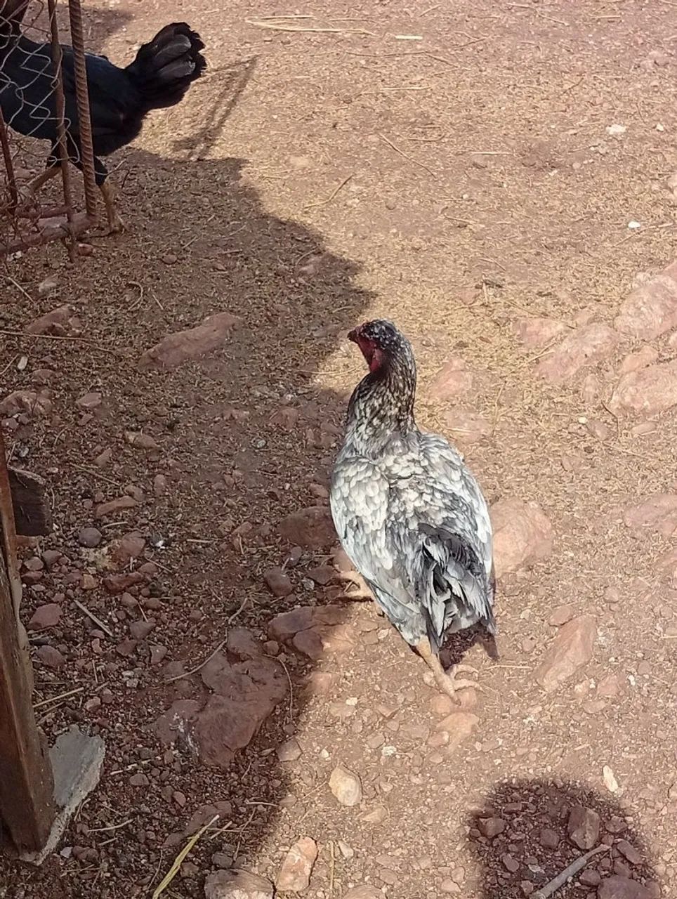 Galinhas caipira