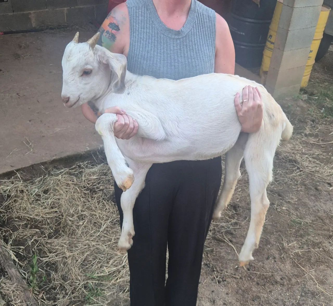 Bodes adulto e filhote  - Foto 5