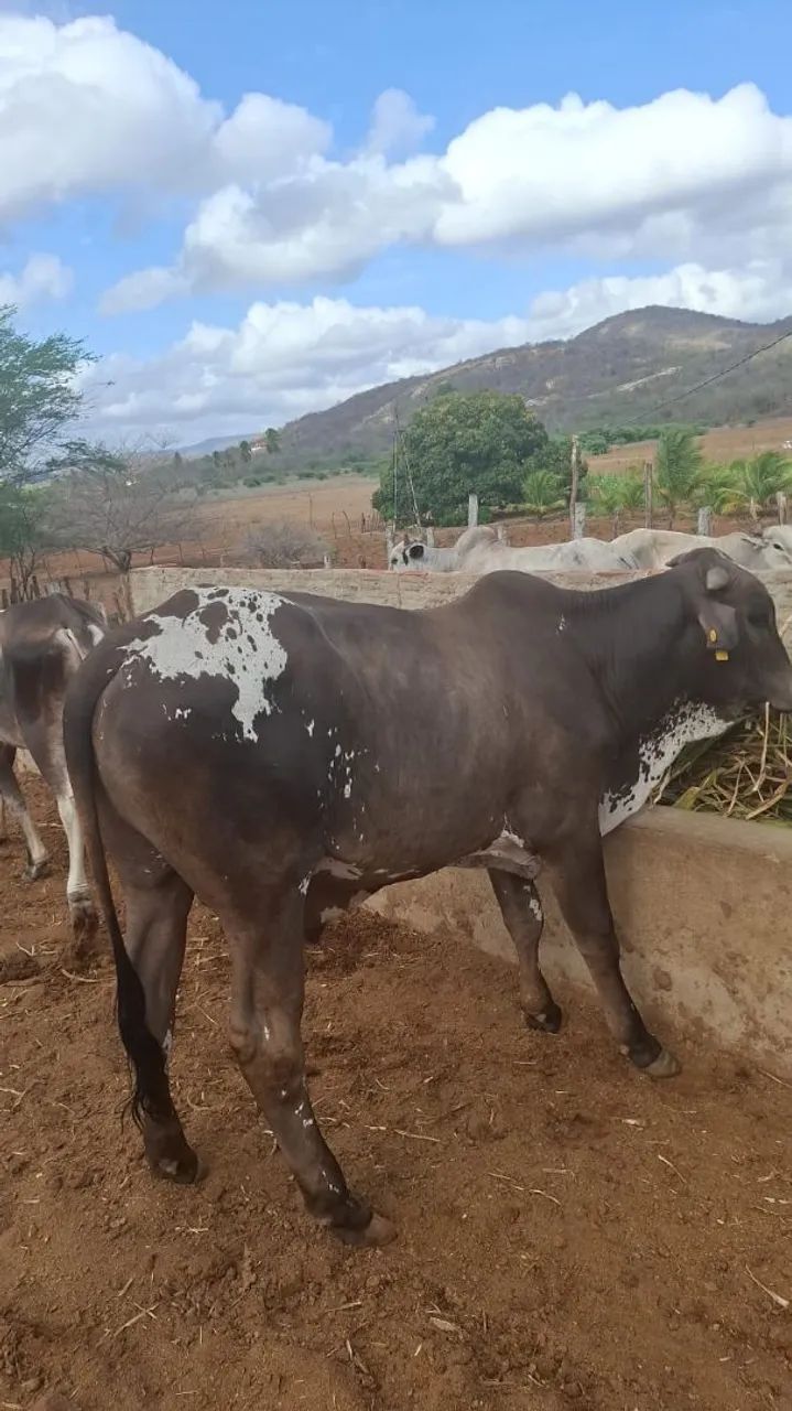 Gado pra corte - Foto 4