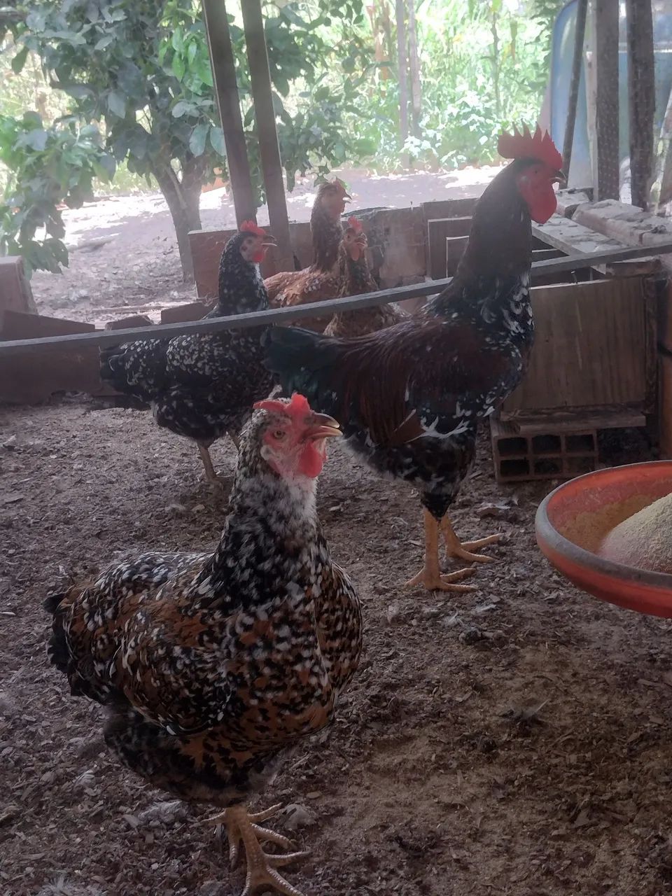Ovos fértil GSB balão e pintinhos com 30 dias  - Foto 4