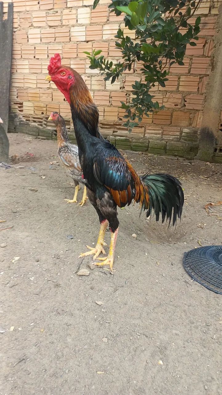 Vende-se galo top  - Foto 3