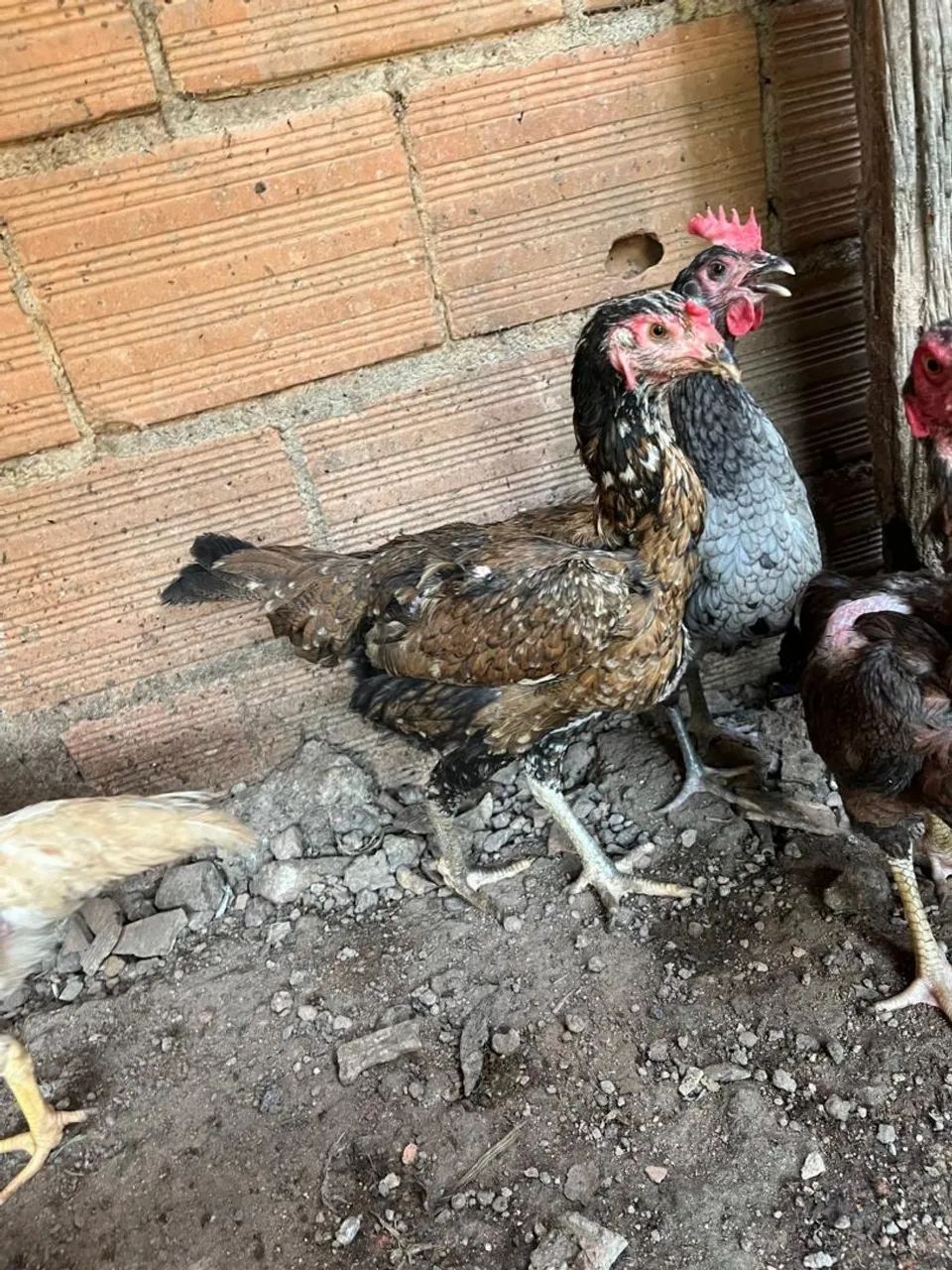 Galinhas indias exóticas... - Foto 5