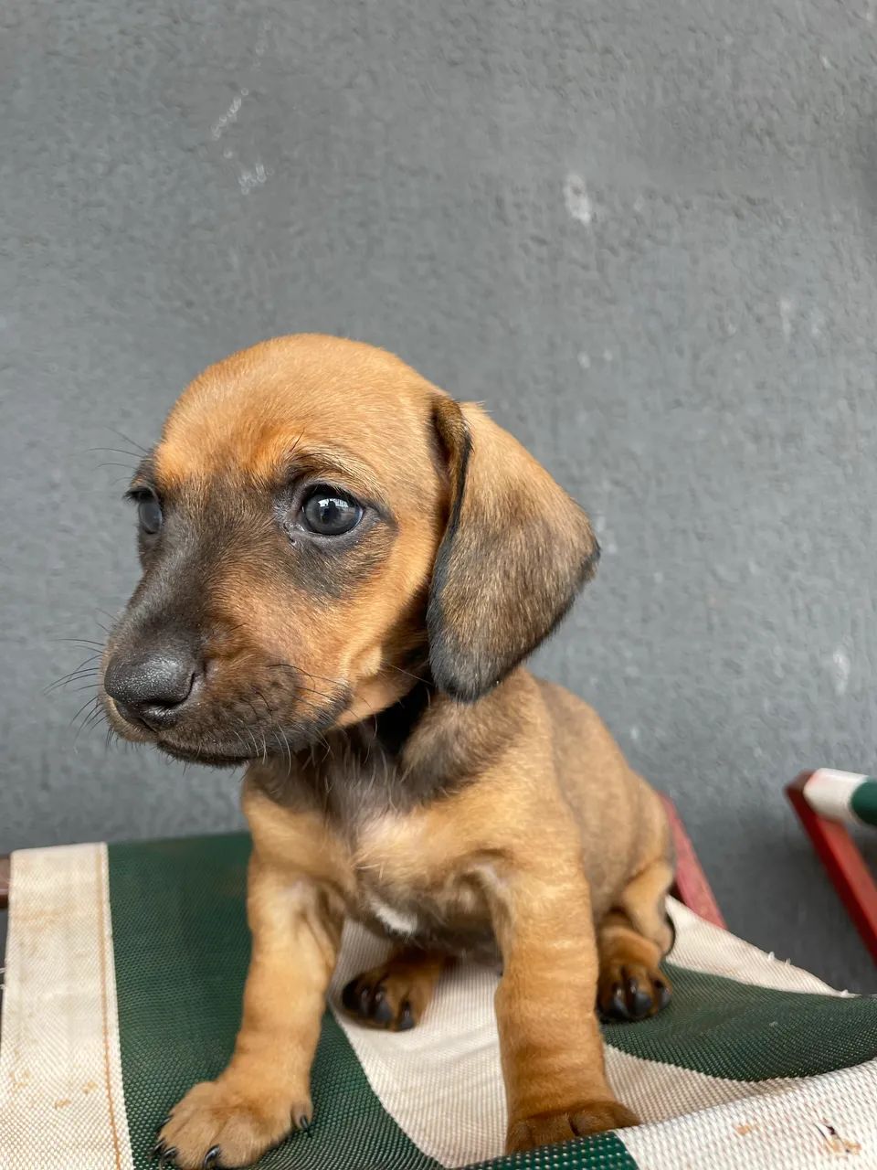 dachshund /salsicha /cofap - Foto 3