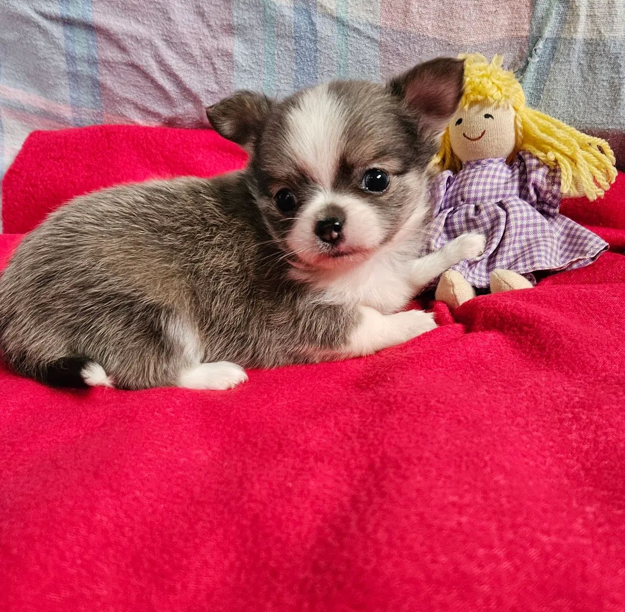 Chihuauha  - Foto 3
