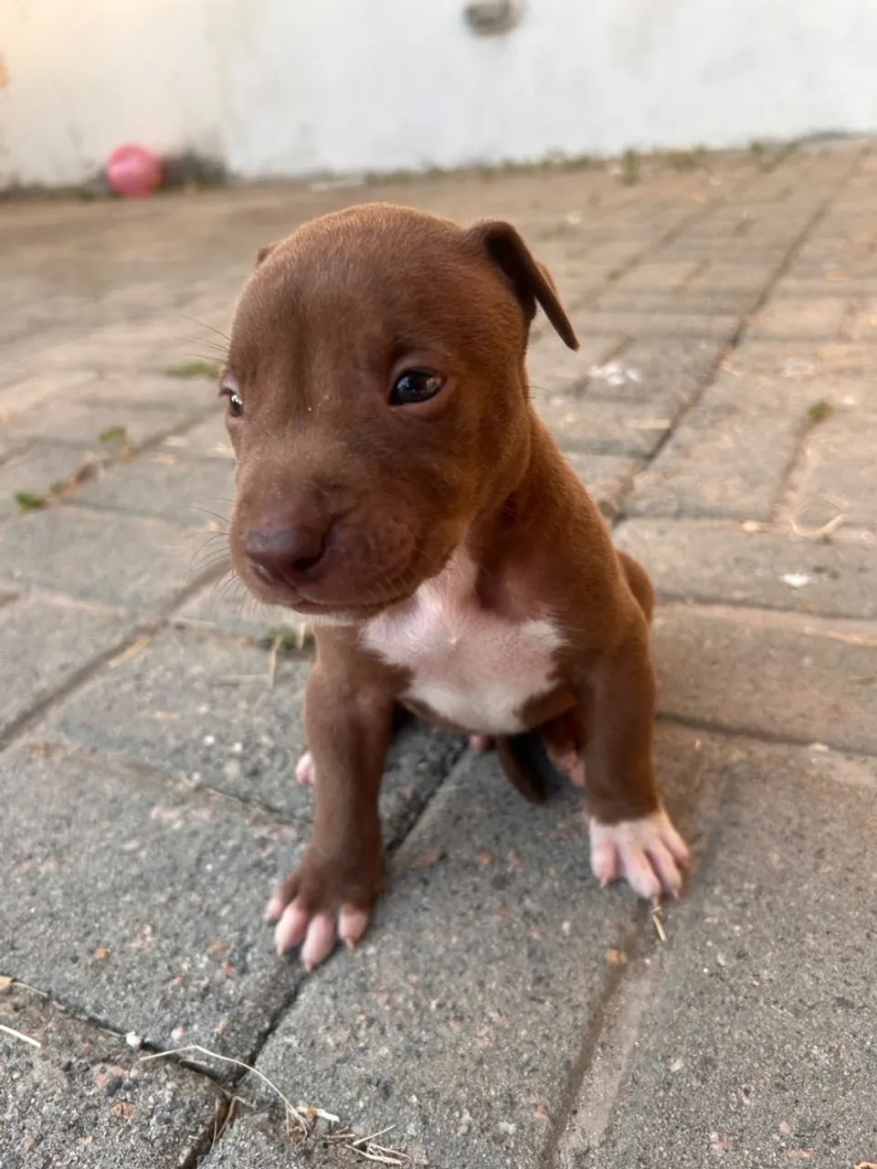 Pitmonster - Foto 4