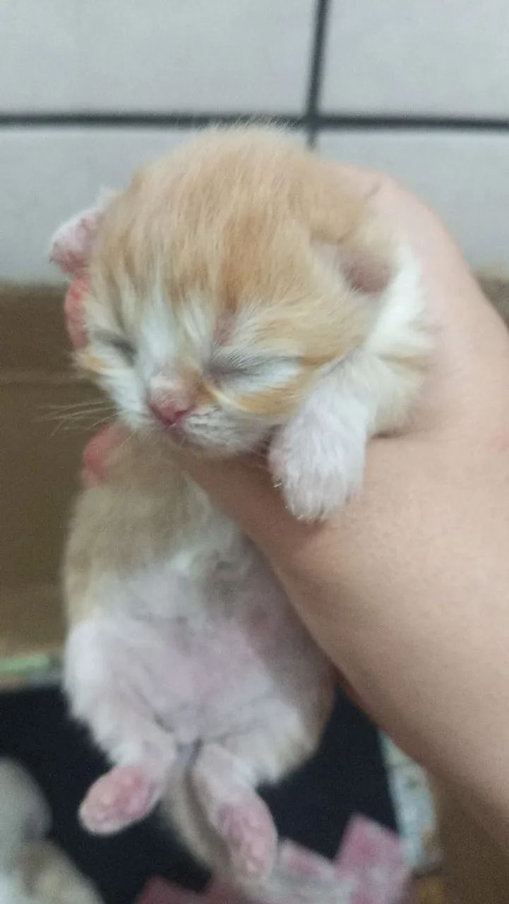 Vendo gatos persa - Foto 5