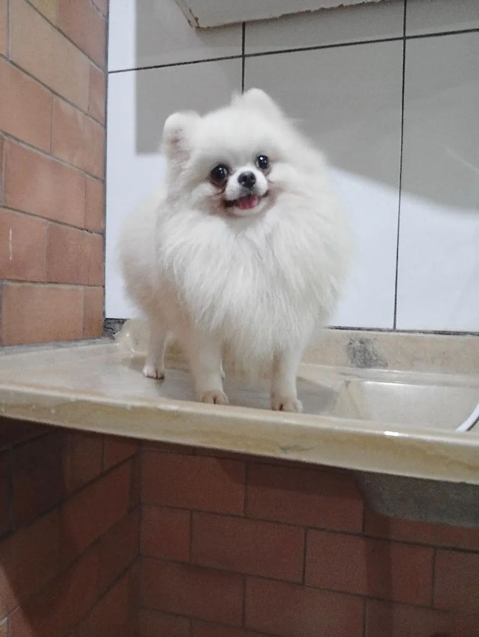 Spitz alemão anão  - Foto 2