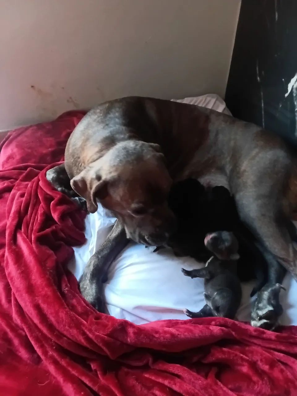 Cane corso 
