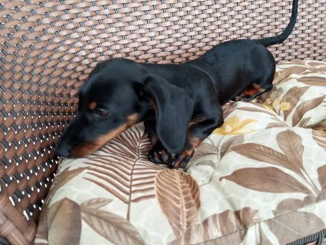 Cachorro dachshund salsicha