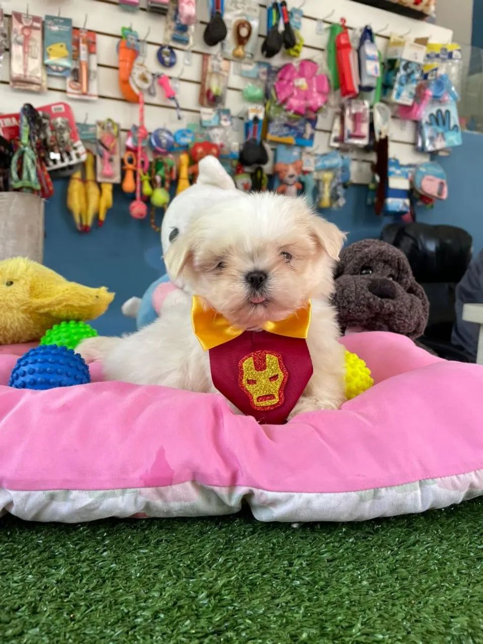 Shihtzu machinho cor branco a pronta entrega 