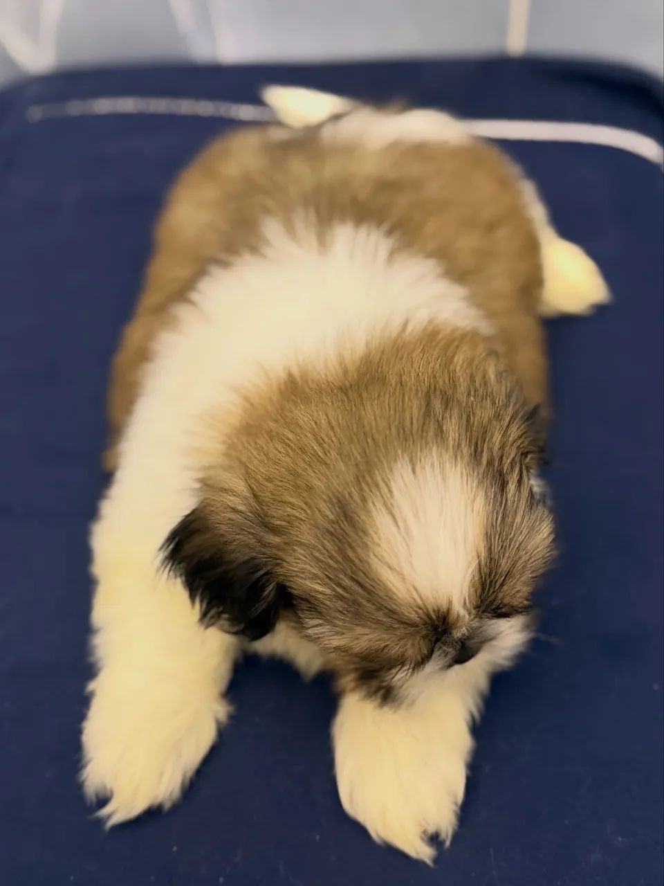 Shihtzu macho  - Foto 3