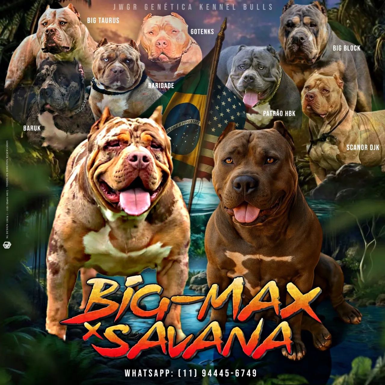 Fêmea Pitmonster a venda 