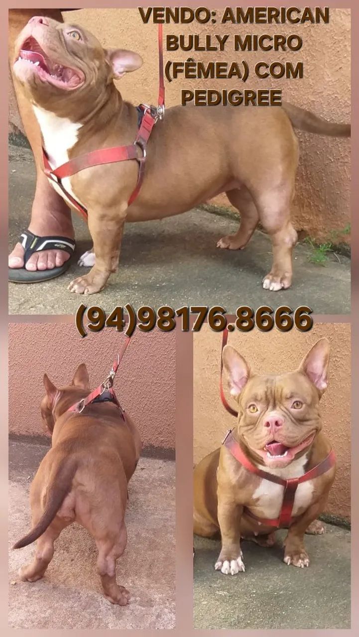 Vendo lindos Cães da raça American Bully  - Foto 4