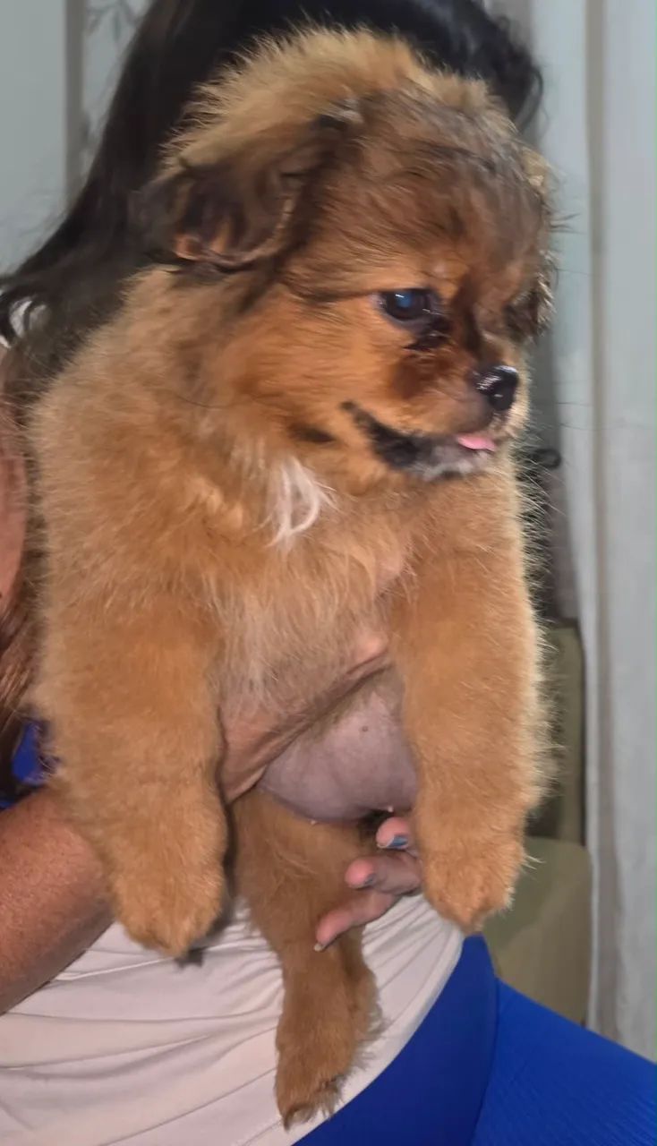 Shitzu com ilhasa apso