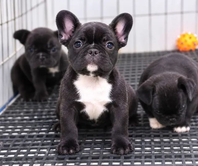 Bulldog Francês