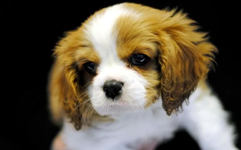 Cavalier King Charles Pronta entrega