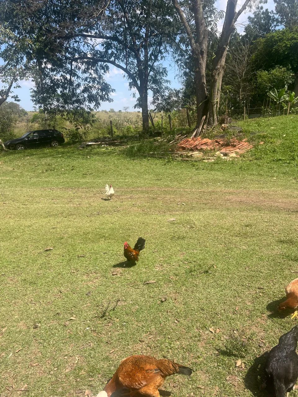 Mini galinhas - Foto 2