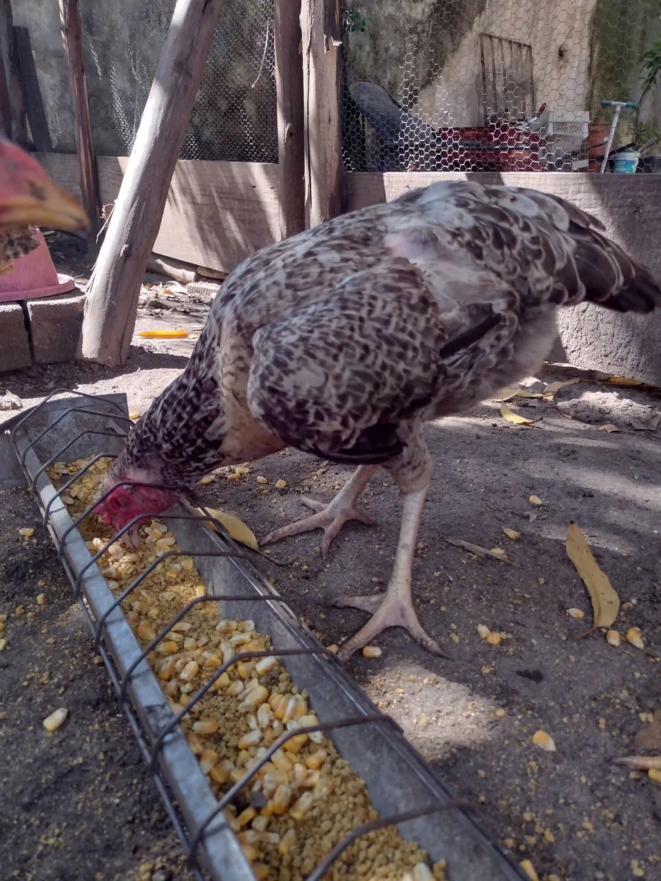 Galinha caipira