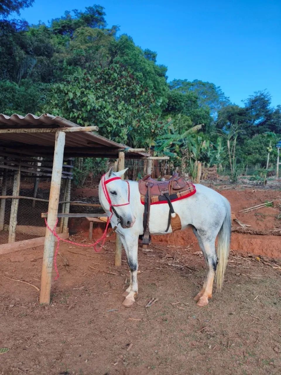 Égua e potra - Foto 2