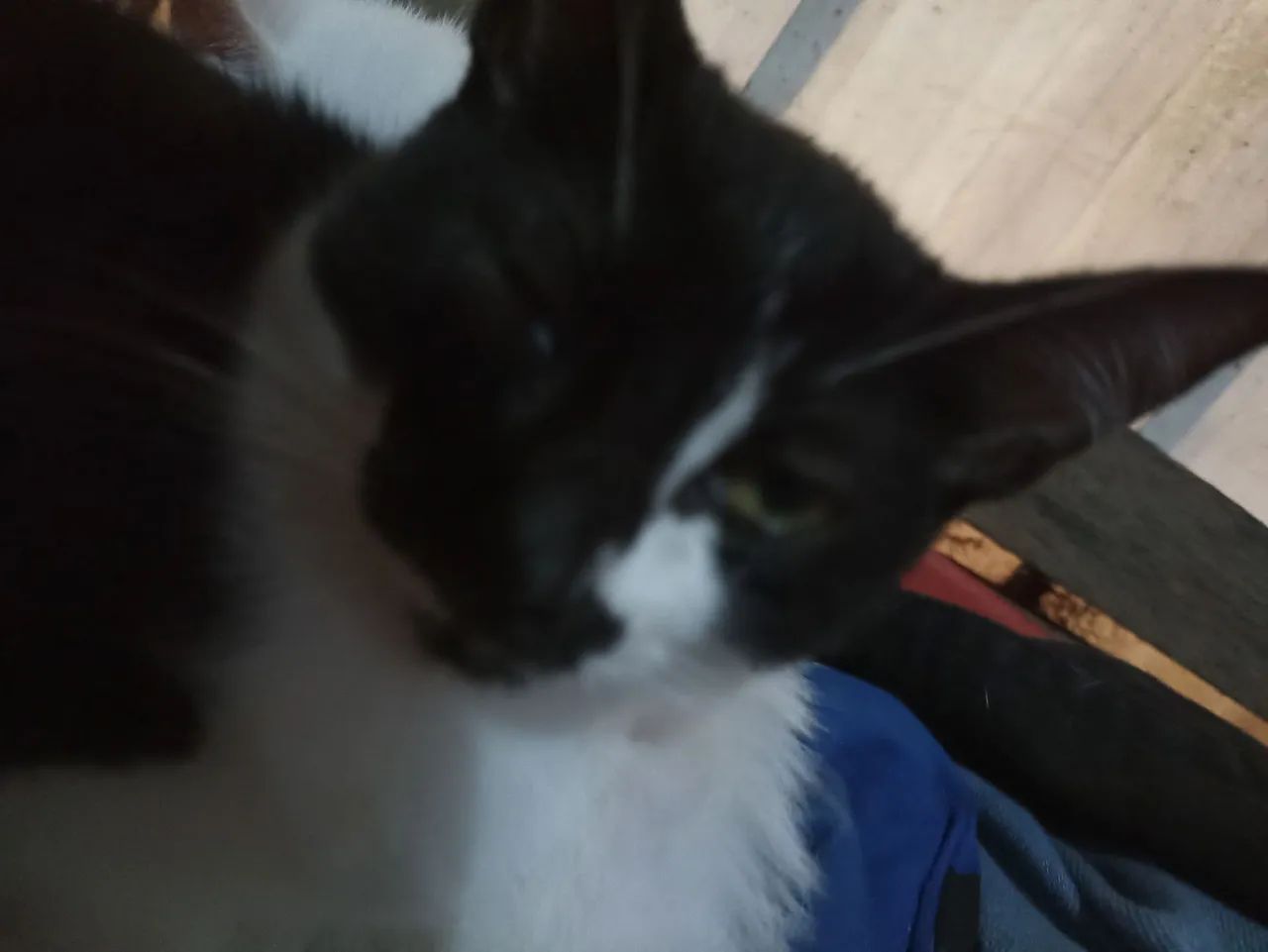 Gata pra adoção  - Foto 3