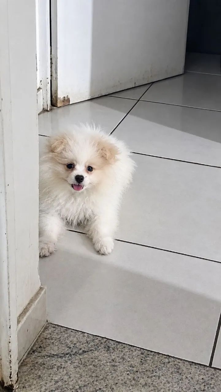 Filhotes spitz alemão  - Foto 4