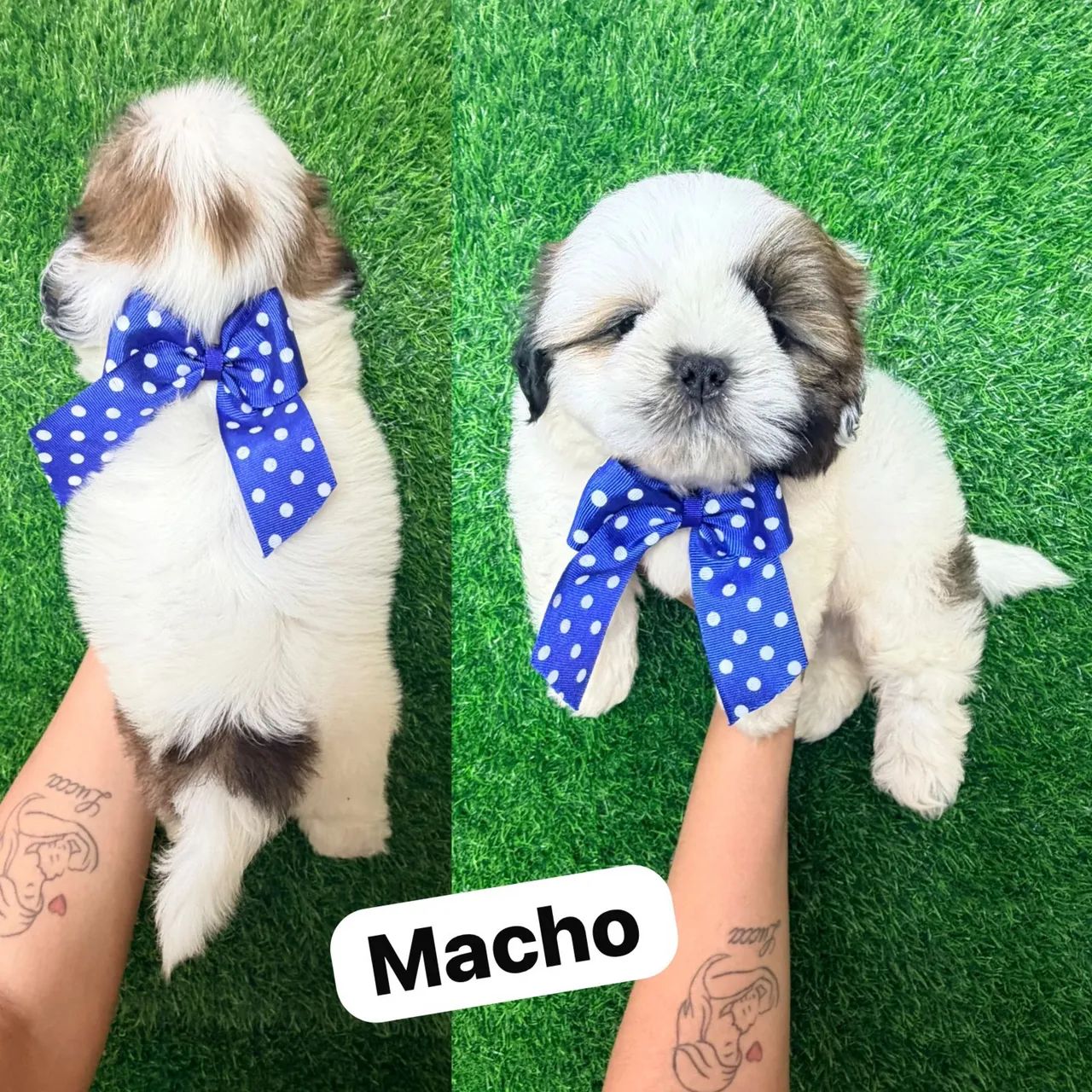 Menino de shitzu  - Foto 3