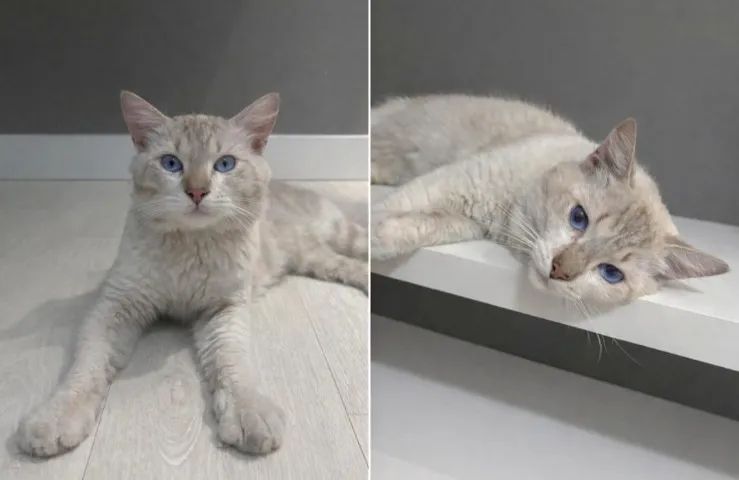 Gatinho para adoção 