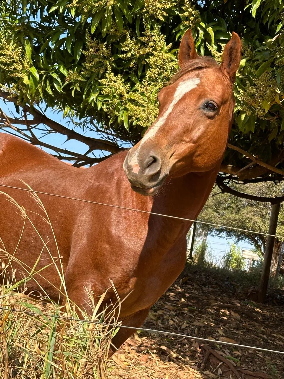 Cavalo Quarto de Milha - Foto 6