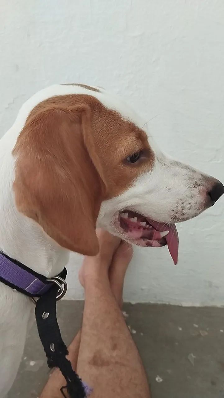 Beagle raceado  - Foto 4