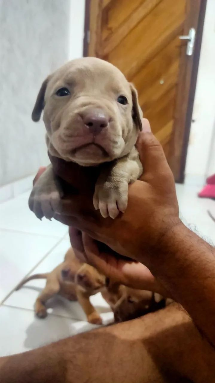Filhotes de Pitbull  - Foto 5