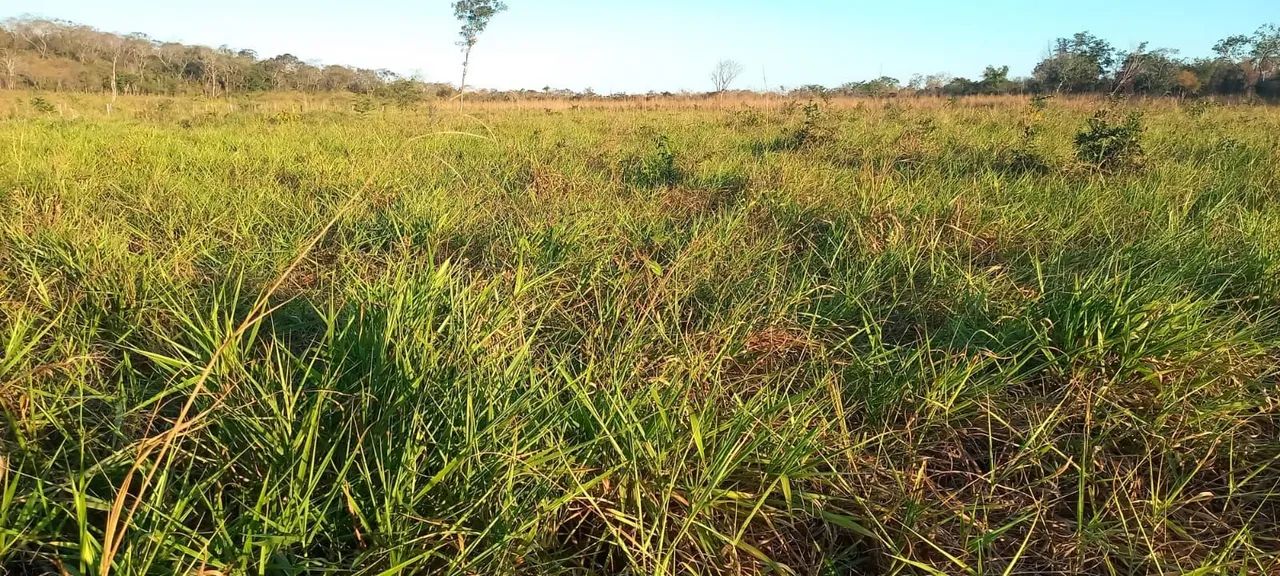 Vendo essa chácara na agrovila Pedro Afonso  - Foto 3