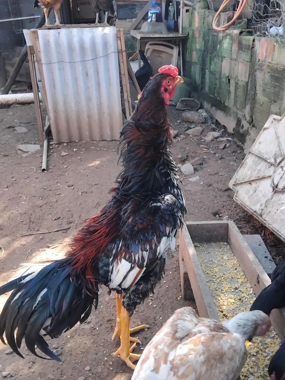 Galos e galinhas mura - Foto 5