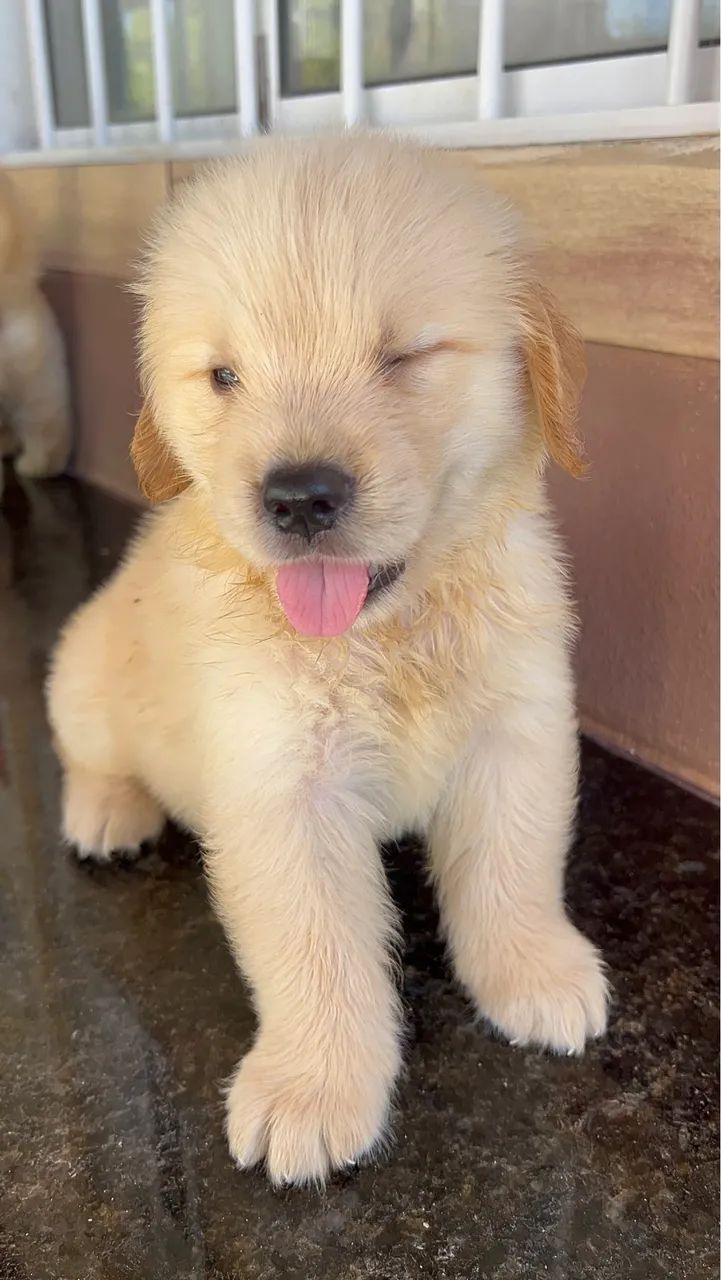 Filhotes de Golden  - Foto 4
