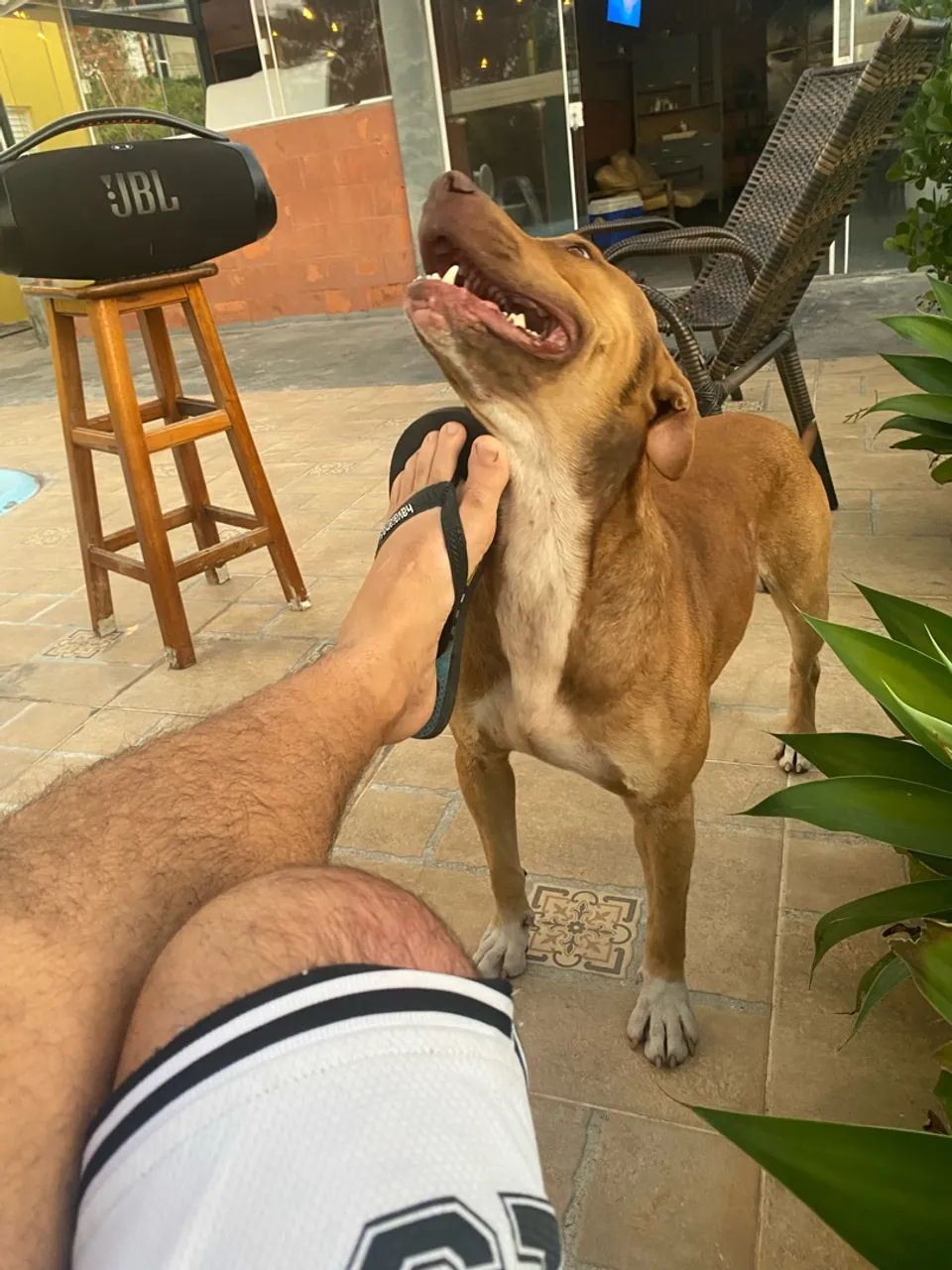 Cachorro pitbull adoção dócil  - Foto 2
