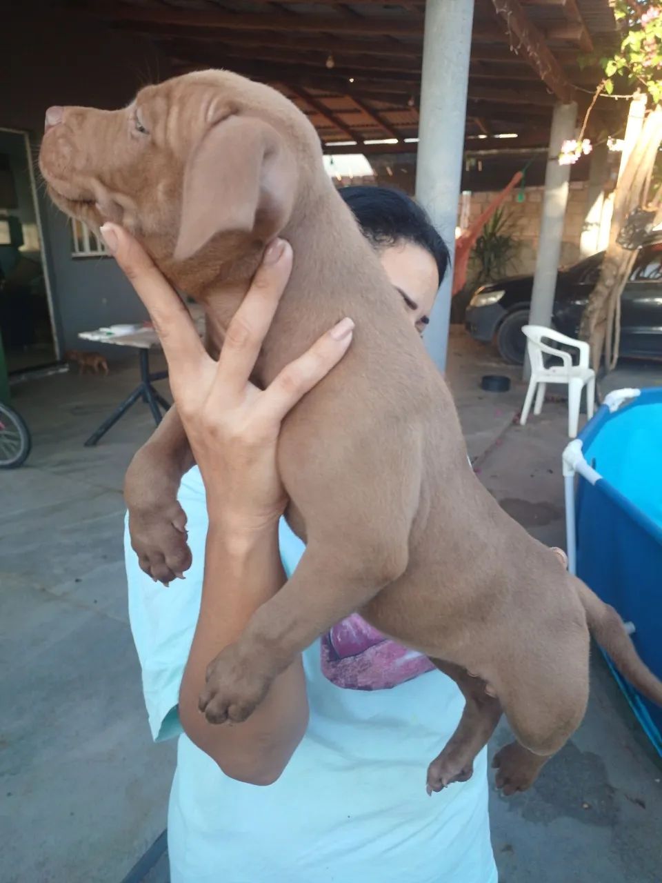 PITMOSTER COM PEDIGREE - Foto 4