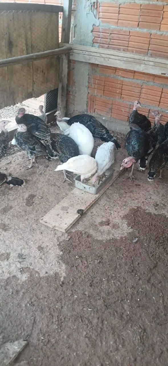 Vendo lote de peru  - Foto 2