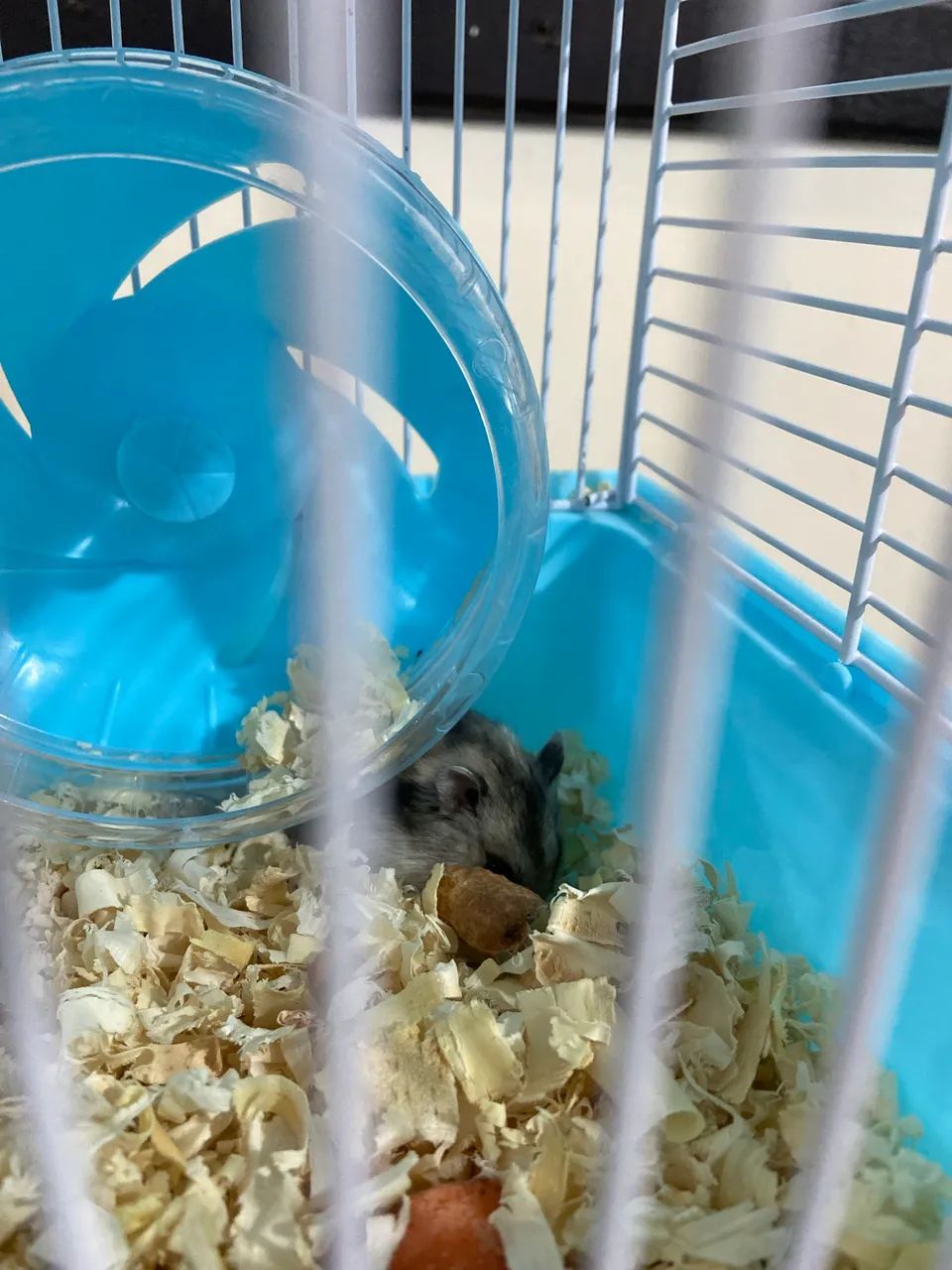 Hamster com gaiola  - Foto 2